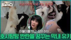호시탐탐 반란을 꿈꾸는 3견 3색, 삼 시바네 막내 유키! | KBS 251204 방송 