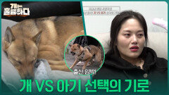 출산 임박! 개 VS 아기 선택의 기로 | KBS 260105 방송 
