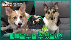 만자와 머니는 보호자와 함께 행복을 누릴 수 있을까? | KBS 260112 방송 