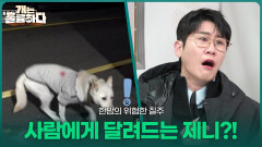한밤의 위험한 질주, 사람에게 달려드는 제니?! | KBS 260209 방송 