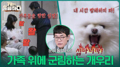 “ 웬만해선 막을 수 없다! ” 대가족 위에 군림하는 상전, 개우리! | KBS 260302 방송 