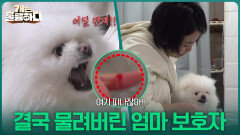 “ 어딜 만져 ” 개우리를 씻기다가 결국 물려버린 엄마 보호자 | KBS 260302 방송 