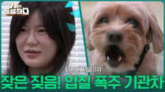 멈추지 않는 짖음! 입질 폭주 기관차, 대징이 | KBS 260309 방송 