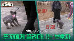 산책이 아니라 고행길.. 쪼꼬를 통제하지 못하고 끌려다니는 보호자들 | KBS 260316 방송 