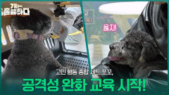 쪼꼬의 공격성을 완화하기 위한 교육 시작! | KBS 260316 방송 