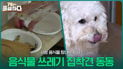 음식물 쓰레기 집착견 동동이, 사람 음식을 탐내는 이유? | KBS 260323 방송 