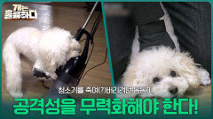 청소기를 죽여(?)버리려던 동동이, 통제 대신 공격성을 무력화해야 한다! | KBS 260323 방송 
