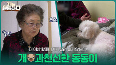 더 이상 누나 방에 들어온 할머니에게 달려 들지 않는 개과천선한 동동! | KBS 260323 방송 