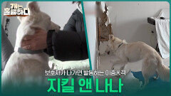 “파손을 넘어 파괴 수준이에요” 보호자가 나가면 발동하는 이중犬격?! 지킬 앤 나나 | KBS 260330 방송 