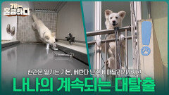 현관문 열기는 기본, 베란다 난간에 매달리기까지! 나나의 계속되는 대탈출 시도 | KBS 260330 방송 