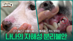 코가 쓸리고 이빨이 빠져도 통증을 느끼지 못하는 나나의 자해성 분리불안 증상 | KBS 260330 방송 