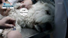 치치의 정확한 상태! 수술대에 오른 치치?! | KBS 210921 방송