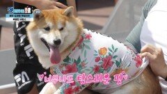 뱃살에서 걸려버린 수영복... 탐스러운 핏을 뽐내는 식빵이! | KBS 210922 방송