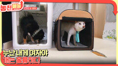 놓친 예능 따라잡기(누난 내게 여자야 / 개는 훌륭하다) | KBS 251211 방송 