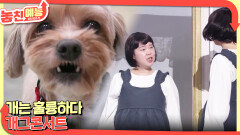 놓친 예능 따라잡기(개는 훌륭하다/개그콘서트) | KBS 260312 방송 