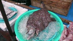 어느새 식탁까지 위협하고 있는 바다 쓰레기 | KBS 220414 방송