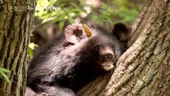 나무들과 함께 숲에서 사라지고 있는 곰들 | KBS 220414 방송
