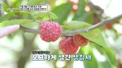 가을 제철 꾸지뽕 따러 가세~ 여성 건강에 최고! 회춘을 부른다?! | KBS 251124 방송 