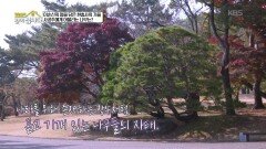 이순신의 얼을 담은 현충사의 가을, 사공주에게 어울리는 나무는?! | KBS 251201 방송 