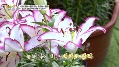 3천여 종의 식물이 있는 초대형 식물원! 억 소리 나는 나무에 사공주 입이 떡 | KBS 251208 방송 