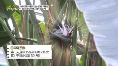 국화나라에 입국한 사공주! 국화의 세계에 어서 오세요~ | KBS 251208 방송 