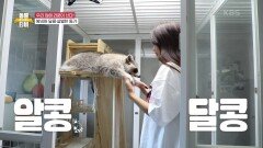 우리 집에 라쿤이 산다! 라쿤 밤비와의 달콤살벌한 동거 | KBS 210703 방송
