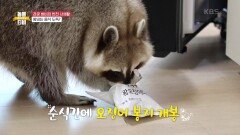 라쿤 밤비의 반전 사생활, 음식 도둑? 토실토실 살찐 뚱라쿤 밤비! | KBS 210703 방송