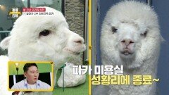 미용 후 파카의 미모는 레벨 업 과연 휴지벽 챌린지 결과는...?! | KBS 210703 방송