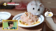 사람 나이로 환갑인 햄스터 세 자매를 위한 특식 만들기 파스타 먹는 햄스터! | KBS 210710 방송