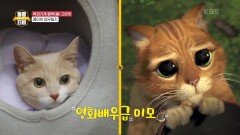 복권가게 행복(福) 고양이 콩이의 업무일지 | KBS 210717 방송