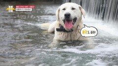 막둥이 보름이(犬)의 시골 라이프 | KBS 210717 방송