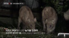 멧돼지를 잡기 위해 신고를 받고 야간 포획에 나선 무주군 유해야생동물 피해방지단! | KBS 240425 방송