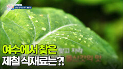 [미식 투어] 여수에서 찾은 제철 식재료는?! | KBS 251217 방송 