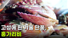 [찐! K-푸드] 고성에 핀 겨울 단풍, 홍가리비 | KBS 260108 방송 