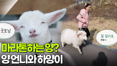 [우리 동네 人스타] 마라톤 하는 양 언니와 ‘하양이’ | KBS 260227 방송 