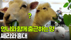 [우리 동네 人스타] 언니와 함께 출근하는 양들 | KBS 260227 방송 