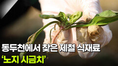 [미식 투어] 동두천에서 찾은 제철 식재료 ‘노지 시금치’ | KBS 260225 방송 