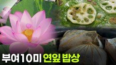 [주말엔 여기!] 부여 10미 연잎 밥상 | KBS 260226 방송 