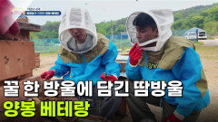 [직업의 세계] 꿀 한 방울에 담긴 땀방울, 양봉 베테랑 | KBS 260508 방송 