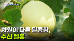 [미식 투어] 차원이 다른 달콤함, 수신 멜론 | KBS 260611 방송 