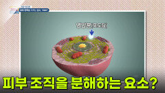 [건강 아지트] 피부 조직을 분해하는 요소가 있다?! | KBS 260611 방송 