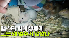 햄스터 학대 생중계, 그는 왜 멈추지 않았나 | KBS 260225 방송 