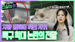 차량 범퍼에 끼인 개?! 백구 학대 논란의 전말 | KBS 260325 방송 