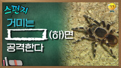 거미는 [       ]면 공격한다. [스펀지 레전드] | KBS 050604 방송