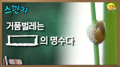 [스펀지 레전드] 거품벌레는 [    ]의 명수다 | KBS 060624방송