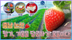 딸기, 겨울을 달콤하게 물들이다  - 충남 논산 [6시N내고향] / KBS 방송