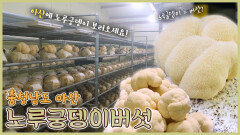 노루 엉덩이를 닮은🦌 노루궁뎅이 버섯 - 충남 아산 [6시N내고향] / KBS 방송