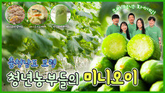 청년농부들의 미니오이 - 충남 보령 [6시N내고향]ㅣKBS 대전 방송