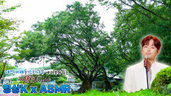 하늘 여행 #이찬원 과 함께하는 비오는 대전 비래동 느티나무 / KBS 대전방송