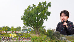 팔팔하게 #황민호 와 함께하는 대전광역시 세종특별자치시 장군면 하봉리 은행나무 / KBS 대전 | KBS방송